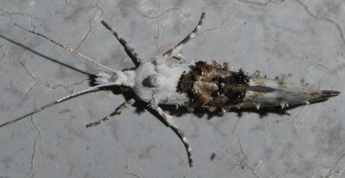 Réf. 261 069 : Ypsolopha asperella